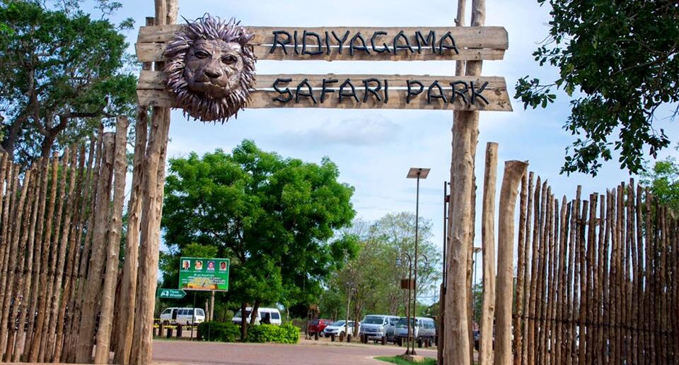 Ridiyagama Safari Park: A Modern Wildlife Experience in Sri Lanka