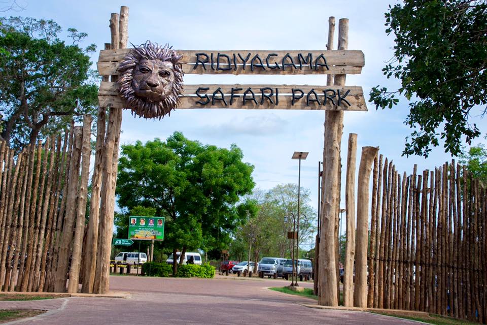 Ridiyagama Safari Park: A Modern Wildlife Experience in Sri Lanka