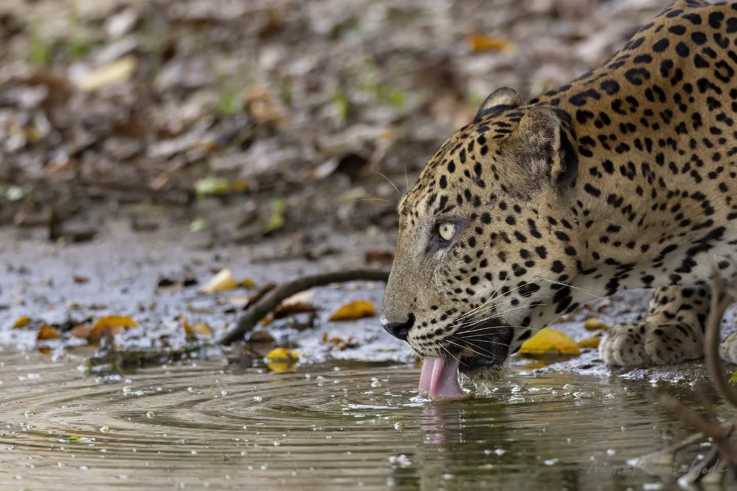 Wilpattu National Park: Sri Lanka’s Wild Treasure