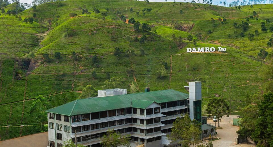 Damro Labookellie Tea Factory: A Journey into Sri Lanka’s Tea Heritage