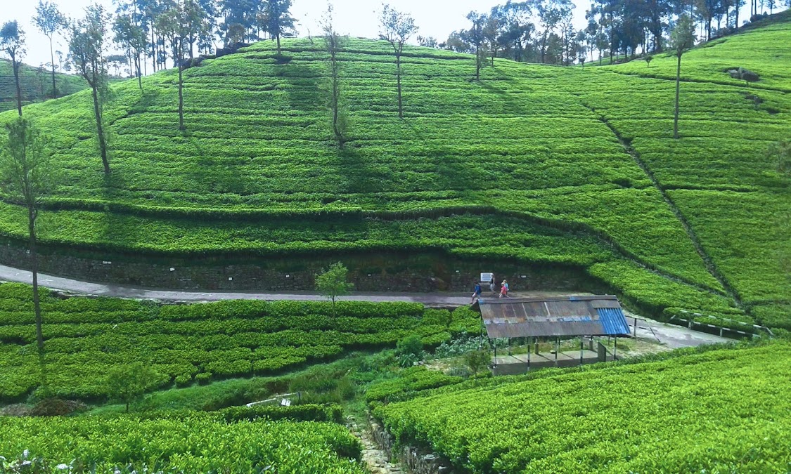 Halpewatte Tea Factory: A Legacy of Ceylon Tea Production