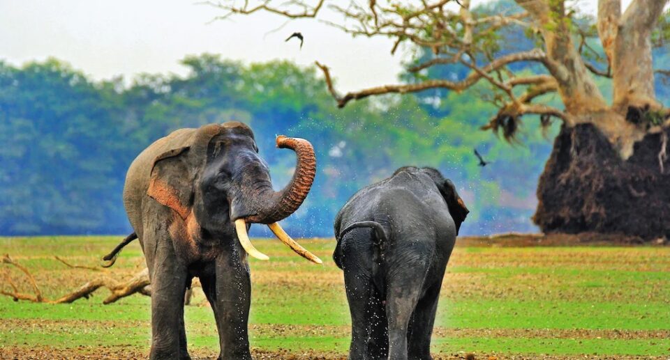 Wasgamuwa National Park: A Hidden Gem of Sri Lanka’s Wildlife