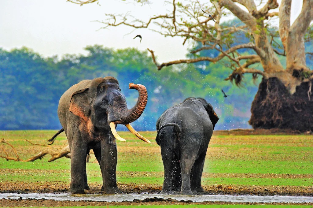 Wasgamuwa National Park: A Hidden Gem of Sri Lanka’s Wildlife