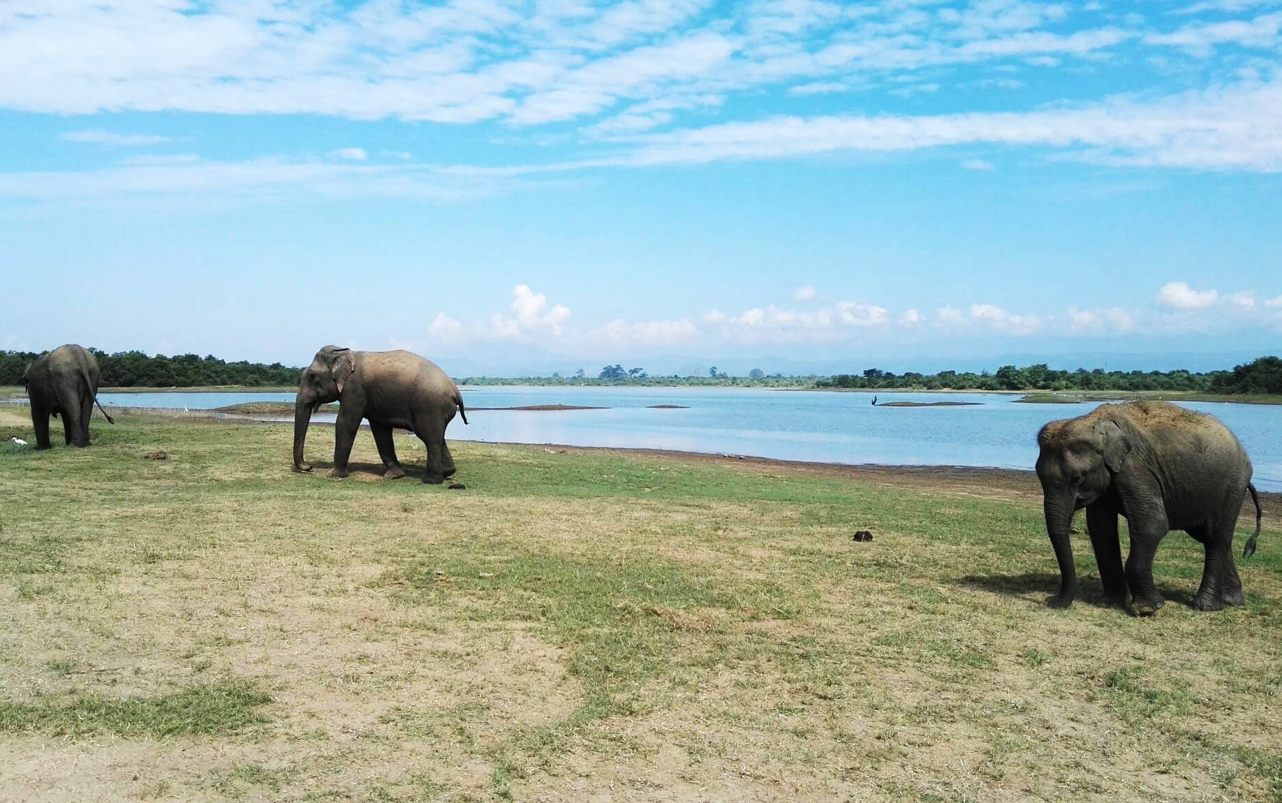 Udawalawe National Park: A Sanctuary for Elephants and Nature Lovers