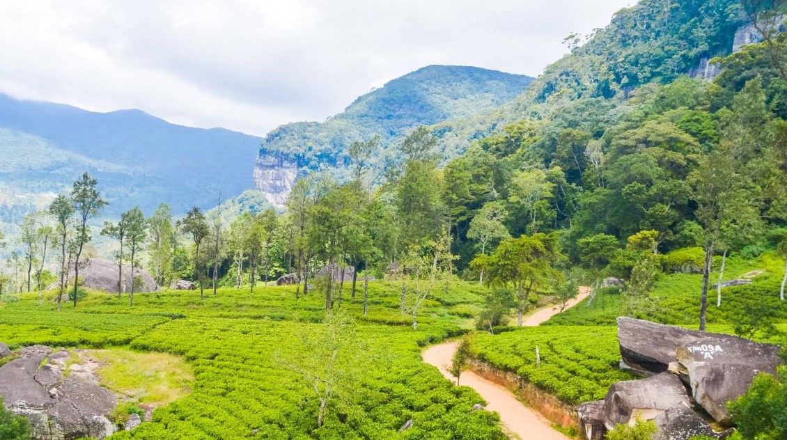 Loolkandura Tea Estate: The Birthplace of Ceylon Tea