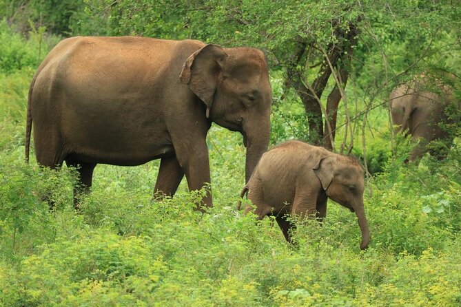 Yala National Park: A Jewel of Sri Lanka’s Wildlife