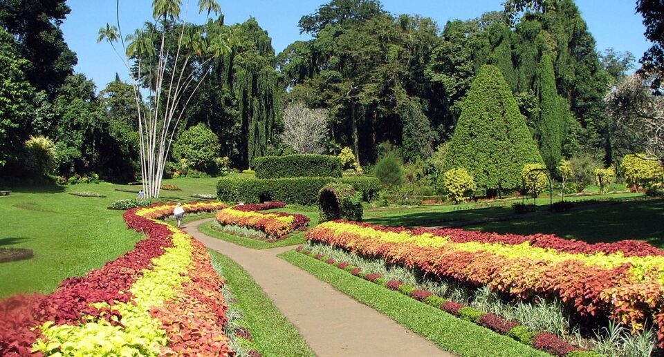 Royal Botanical Gardens, Peradeniya: A Living Legacy of Sri Lanka’s Flora