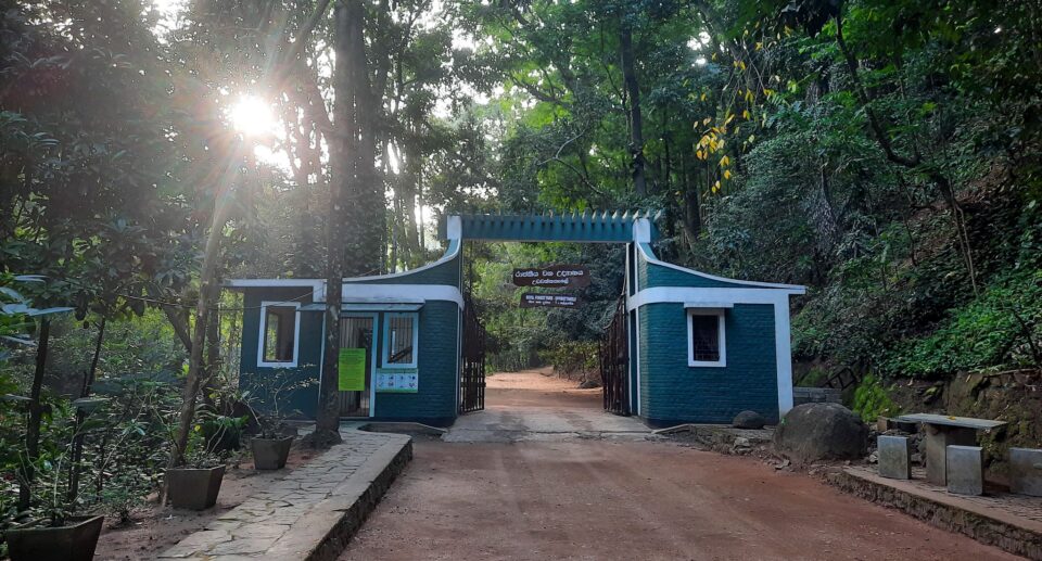 Udawatta Kele Sanctuary: A Verdant Retreat in the Heart of Kandy