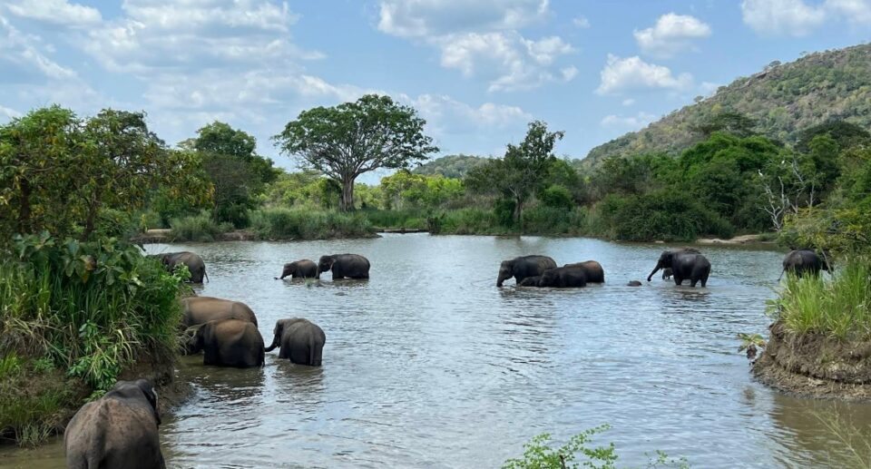 Hurulu Eco Park Safari: A Gateway to Sri Lanka’s Wild Heart