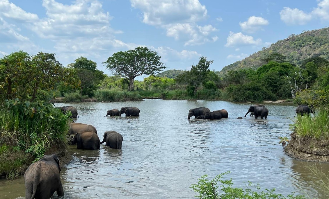 Hurulu Eco Park Safari: A Gateway to Sri Lanka’s Wild Heart