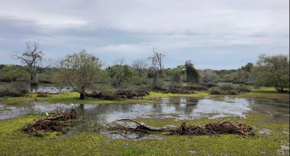 Kumana National Park: A Sanctuary of Avian Wonders and Biodiversity