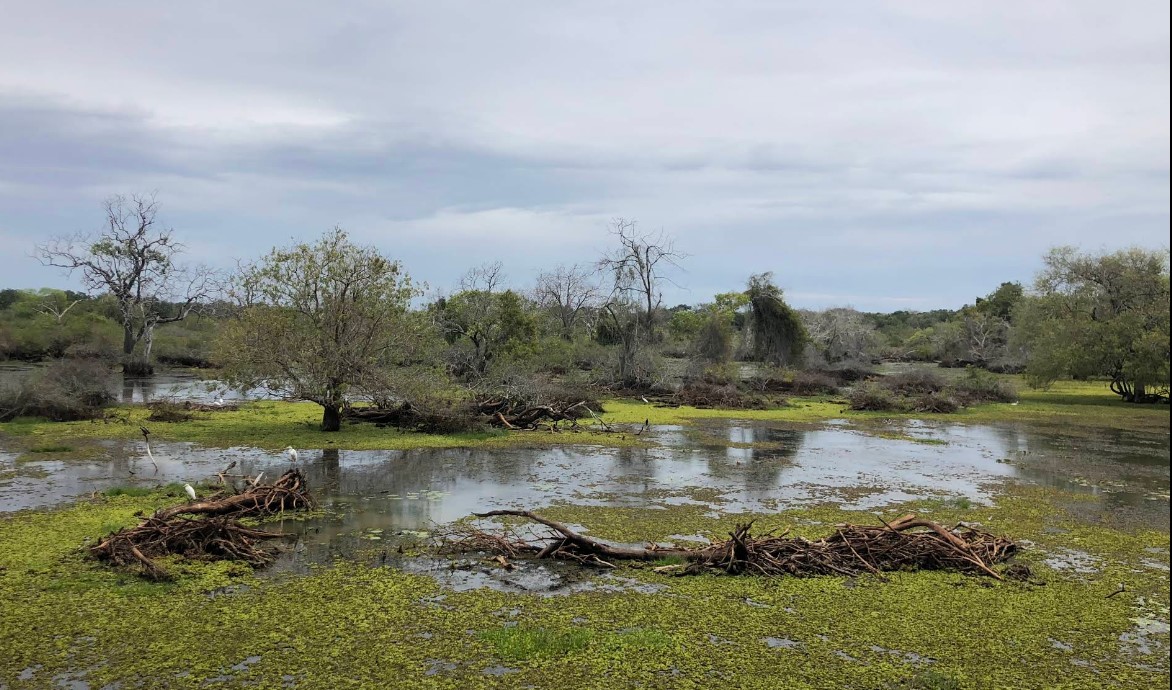Kumana National Park: A Sanctuary of Avian Wonders and Biodiversity