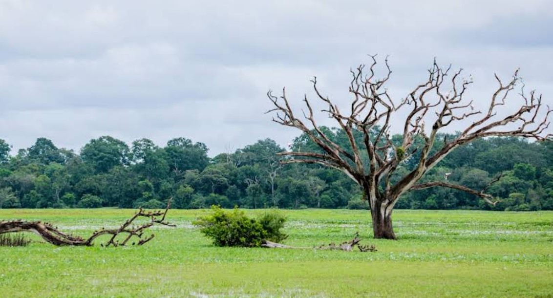 Lahugala Kitulana National Park: A Hidden Ecological Treasure in Eastern Sri Lanka