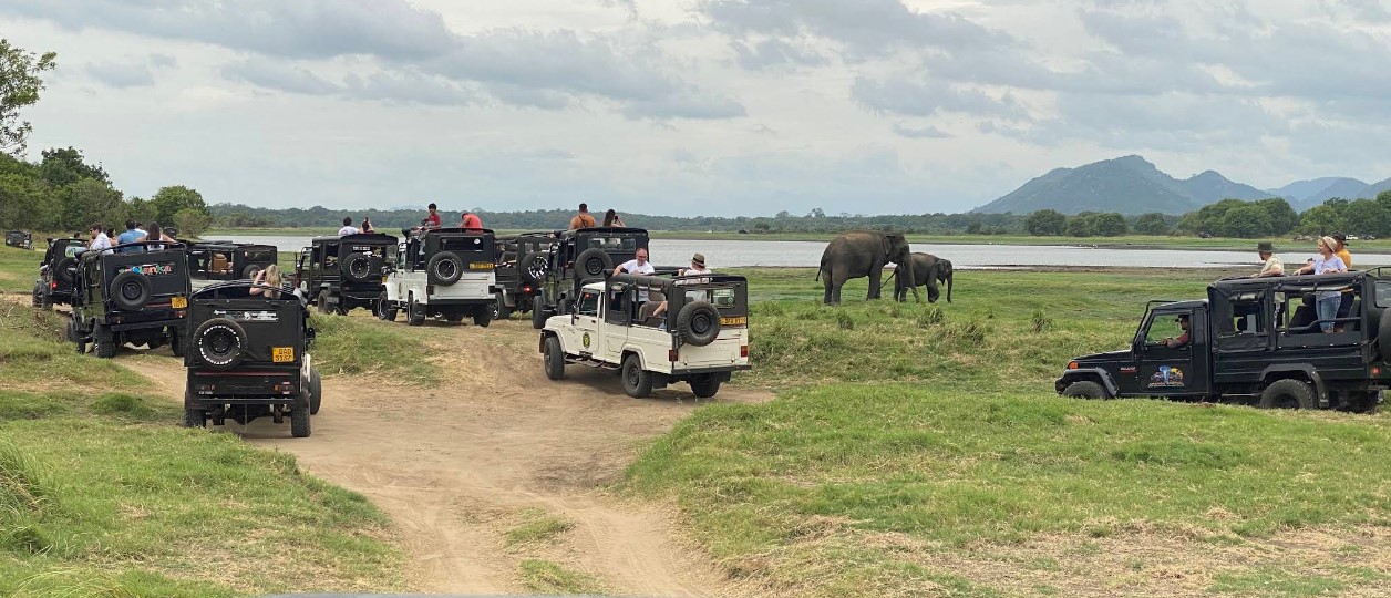 Minneriya National Park: A Sanctuary of Wildlife and Wonder
