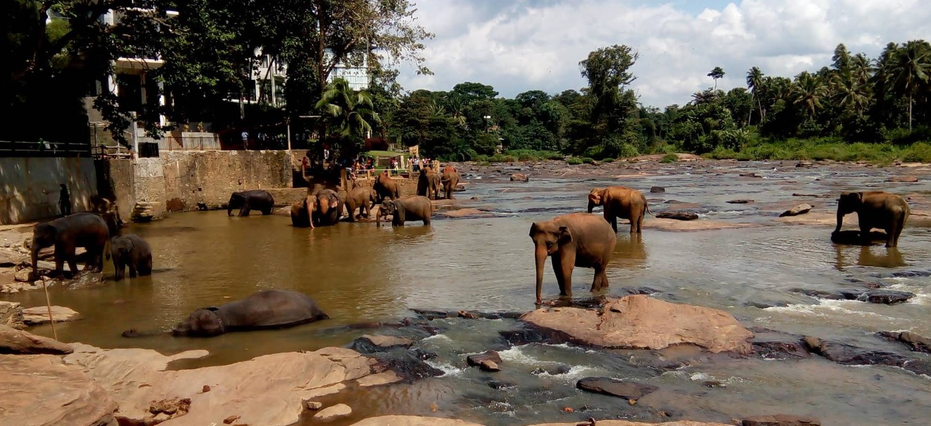 Pinnawala: A Sanctuary for Sri Lanka’s Elephants