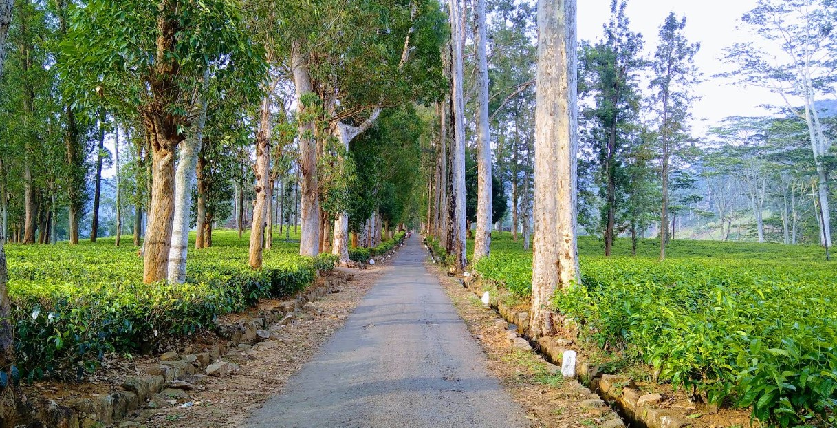 Alakola Estate: A Jewel of Sri Lanka’s Central Highlands